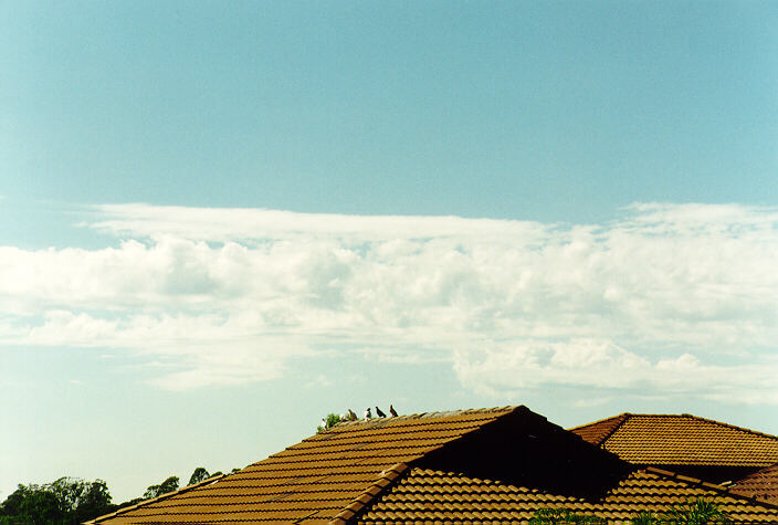 altocumulus castellanus : Oakhurst, NSW   29 January 1995