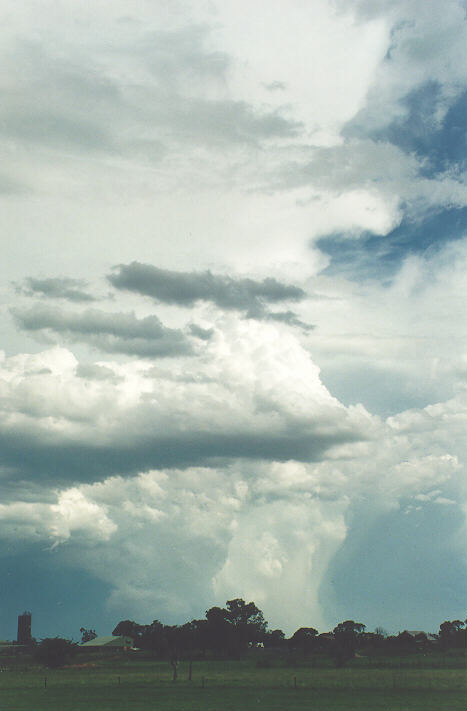 updraft thunderstorm_updrafts : Richmond, NSW   5 February 1995