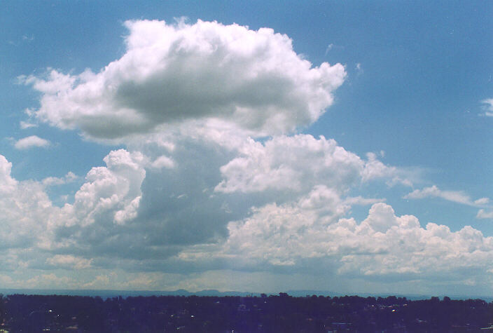 cumulus mediocris : Rooty Hill, NSW   18 November 1995