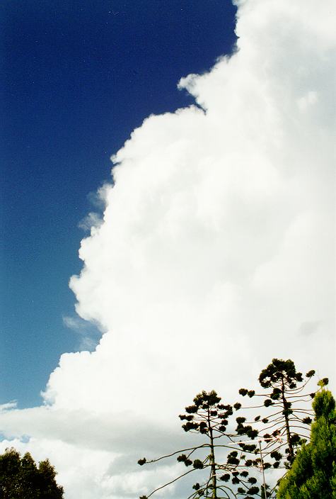 updraft thunderstorm_updrafts : Ballina, NSW   31 December 1996
