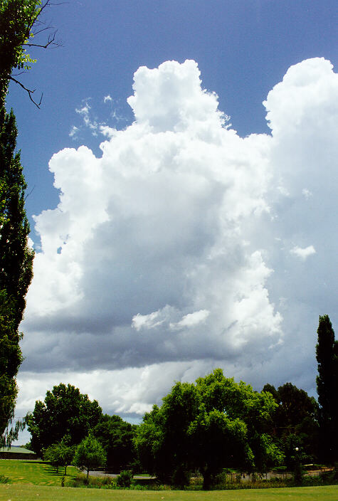 cumulus congestus : Tenterfield, NSW   23 December 1997