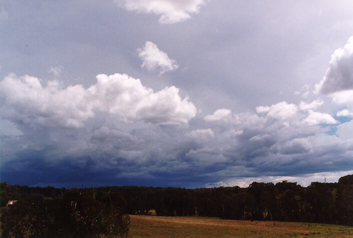 cumulus congestus : South Grafton, NSW   15 January 1998