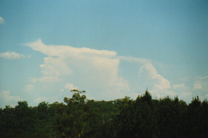 cumulus congestus : near Putty, NSW   3 January 1999