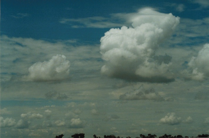 cumulus mediocris : near Cunnamulla, Qld   27 November 1999