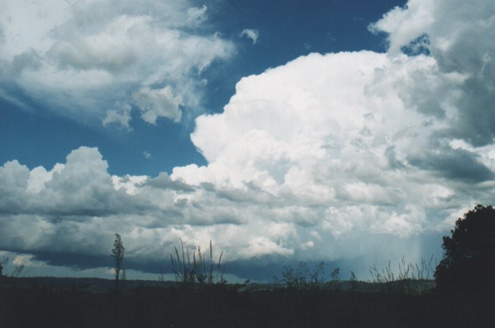 cumulus congestus : McLeans Ridges, NSW   5 January 2000