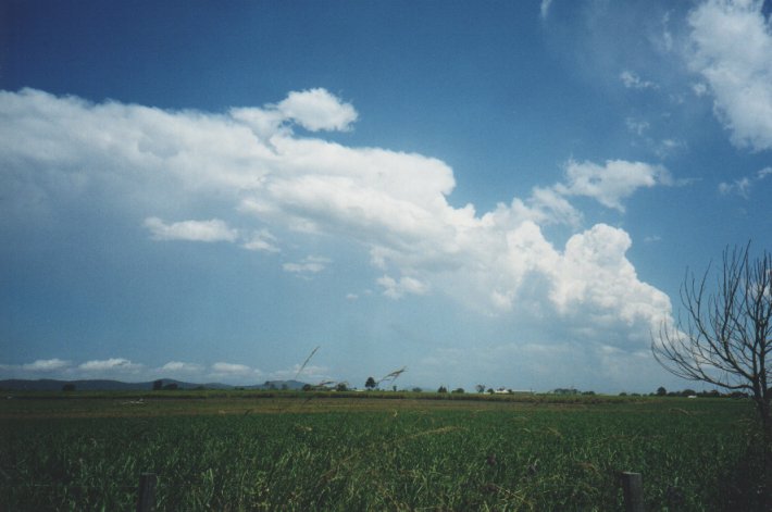 thunderstorm cumulonimbus_incus : Lawrence, NSW   5 January 2000