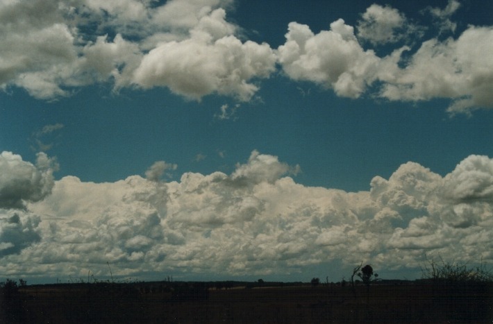 thunderstorm cumulonimbus_calvus : S of Uralla, NSW   17 January 2000