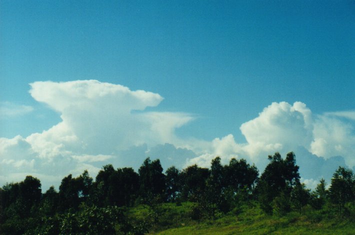cumulus congestus : McLeans Ridges, NSW   5 July 2000