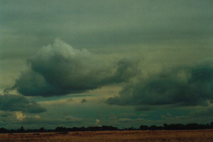 cumulus mediocris : Narrabri, NSW   10 July 2000