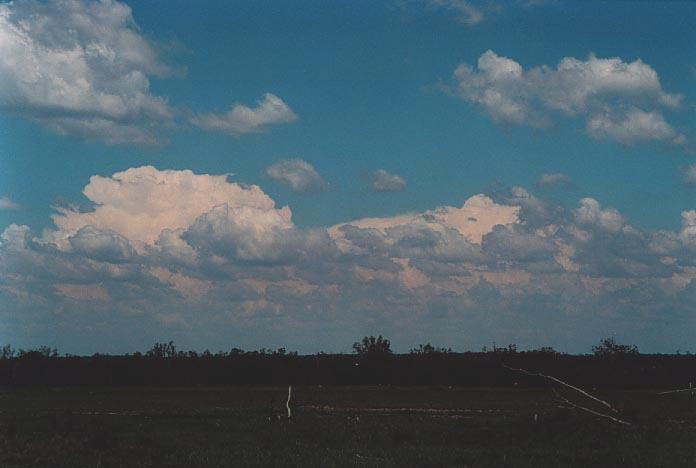 cumulus mediocris : E of Yelarbon, Qld   27 November 2000