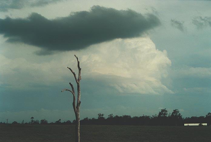 thunderstorm cumulonimbus_incus : N of Grafton, NSW   8 December 2000