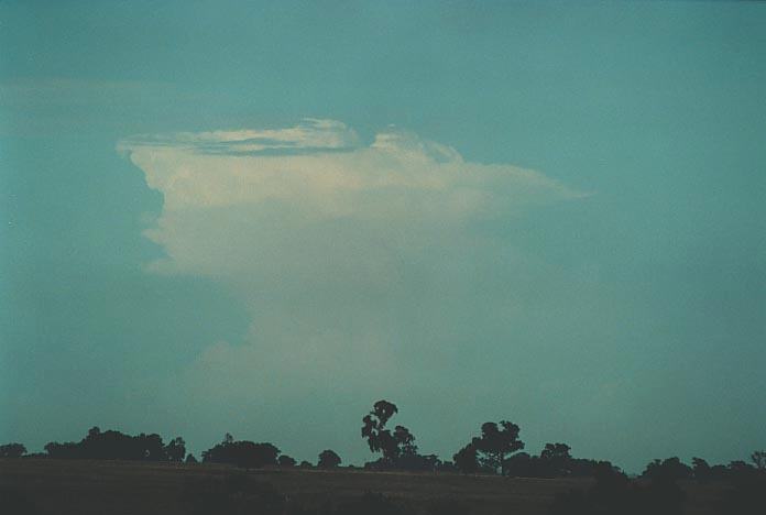 thunderstorm cumulonimbus_incus : N of Coolah, NSW   8 January 2001