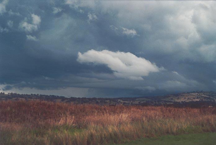 wallcloud thunderstorm_wall_cloud : near Murrurrundi, NSW (Inflow band)   22 April 2001