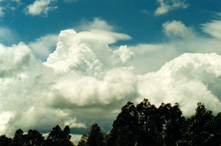 cumulus congestus : McLeans Ridges, NSW   11 November 2001
