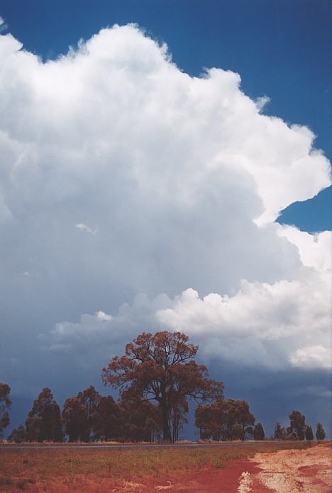 thunderstorm cumulonimbus_incus : NE of Gulgong, NSW   18 November 2001