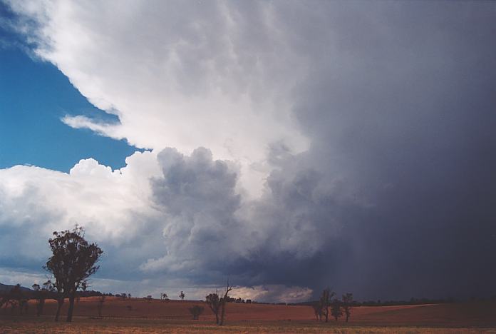 thunderstorm cumulonimbus_incus : Scone, NSW   18 November 2001