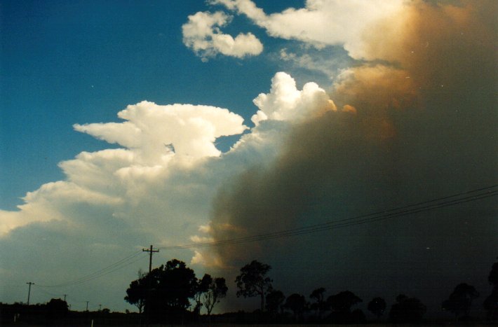 cumulus pyrocumulus : Woodburn, NSW   22 December 2001