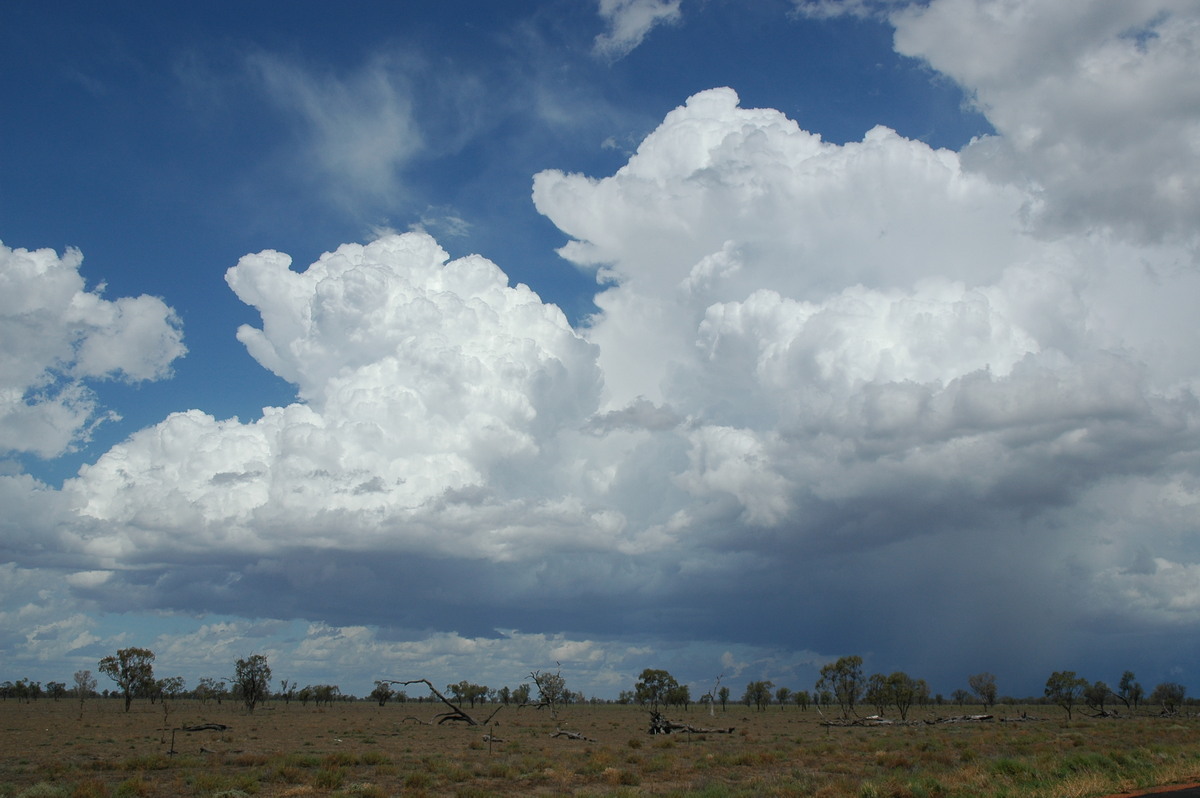 thunderstorm cumulonimbus_calvus : W of Walgett, NSW   8 December 2004