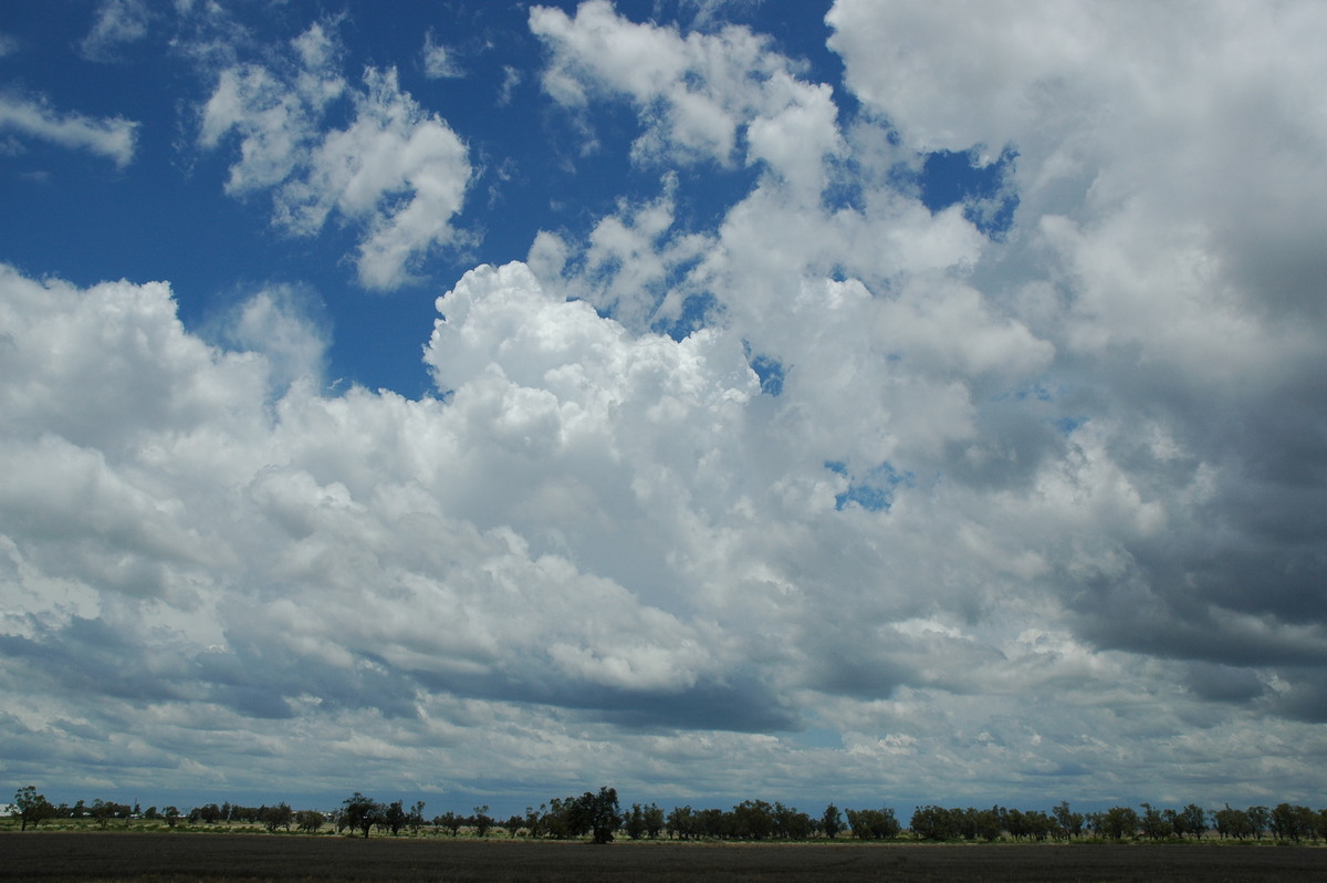 cumulus congestus : S of Moree, NSW   27 December 2004