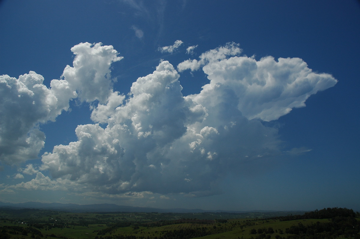 cumulus congestus : McLeans Ridges, NSW   27 October 2005