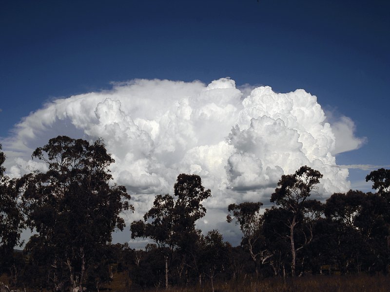 thunderstorm cumulonimbus_calvus : Walcha, NSW   20 November 2005