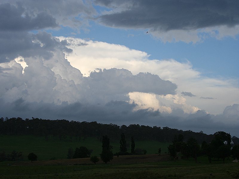 cumulus mediocris : S of Walcha, NSW   20 November 2005