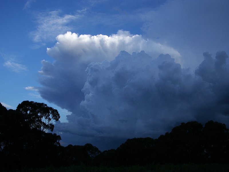 thunderstorm cumulonimbus_calvus : Mt Lambie, NSW   22 November 2005