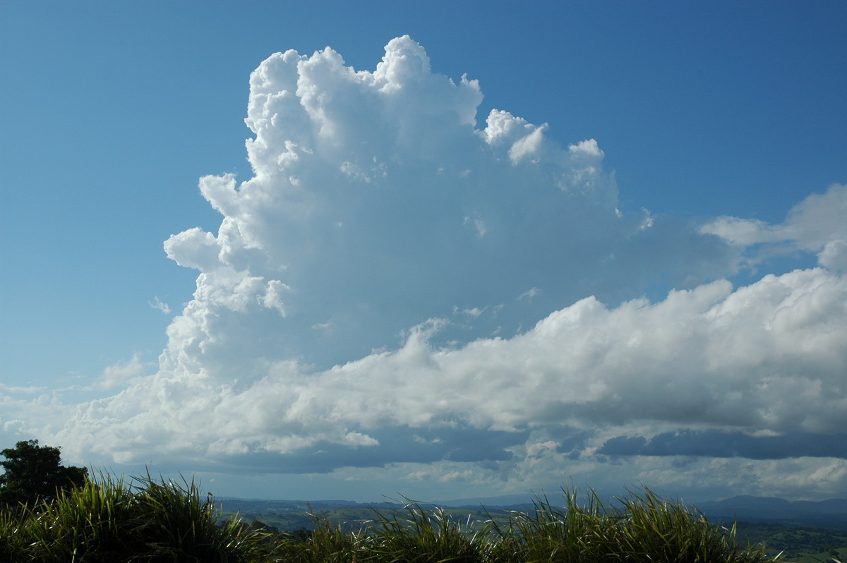 cumulus congestus : McLeans Ridges, NSW   29 November 2005