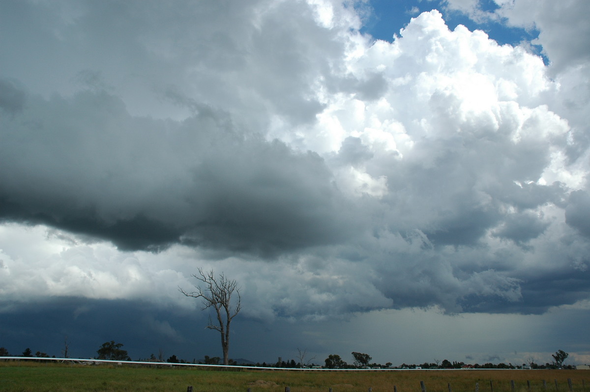 thunderstorm cumulonimbus_calvus : Deepwater, NSW   4 February 2006
