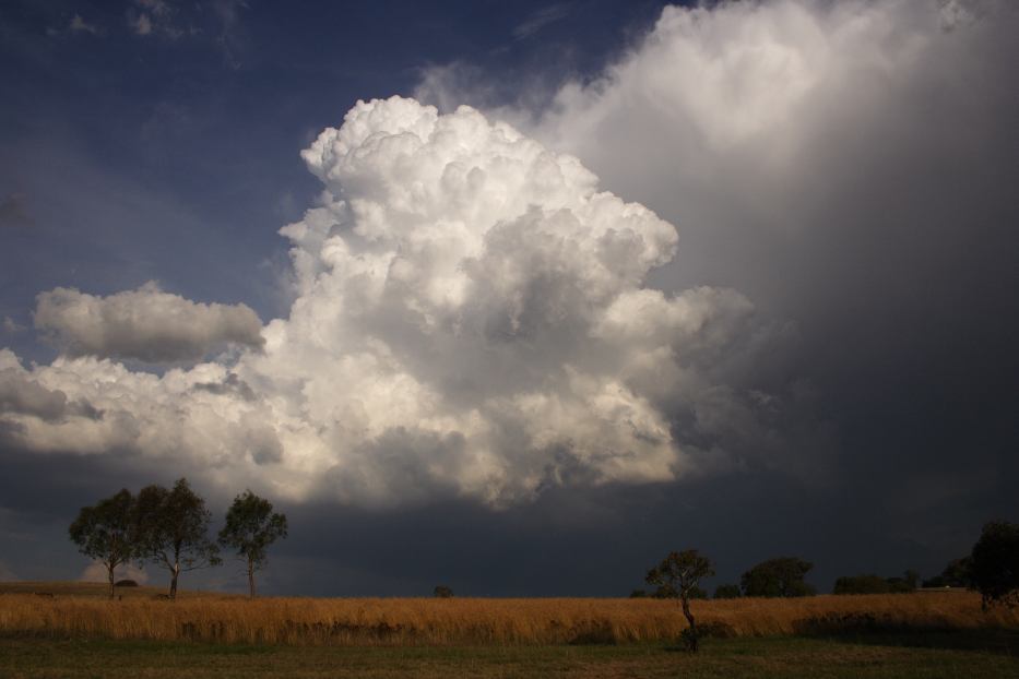 thunderstorm cumulonimbus_calvus : Gulgong, NSW   20 February 2006