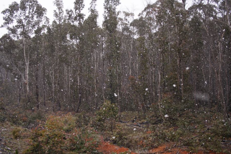 snow snow_pictures : Shooters Hill, NSW   15 November 2006