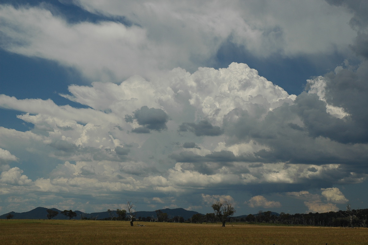 thunderstorm cumulonimbus_incus : Deepwater, NSW   13 January 2007