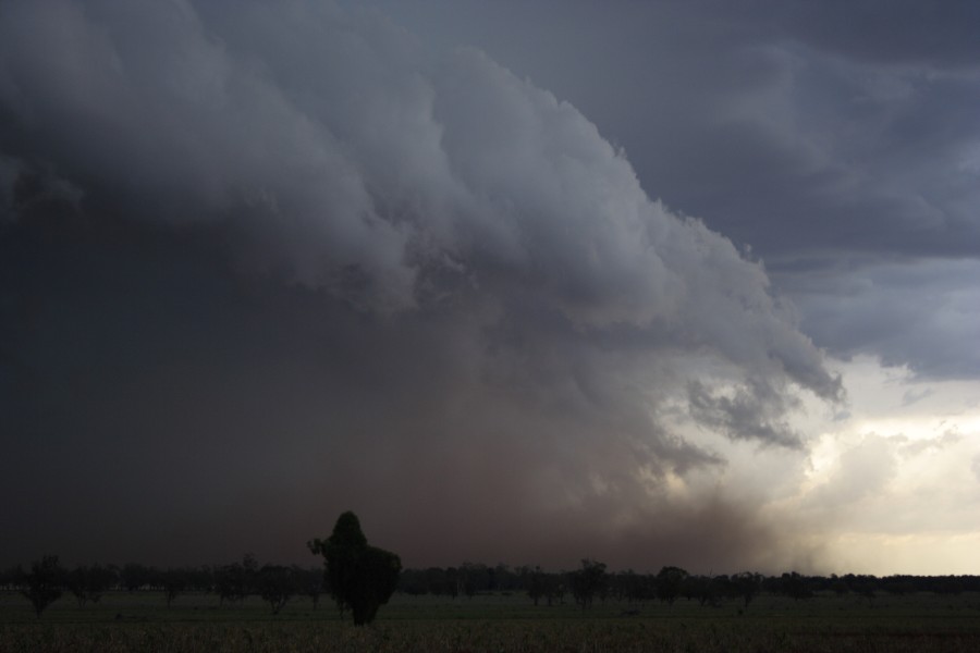 cumulonimbus thunderstorm_base : near North Star, NSW   31 October 2007