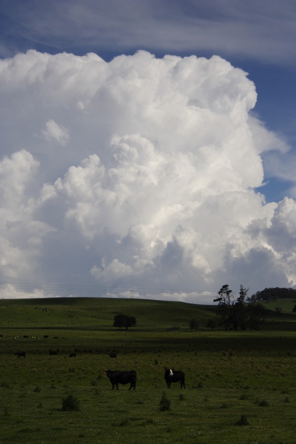 thunderstorm cumulonimbus_incus : Ebor, NSW   4 December 2007