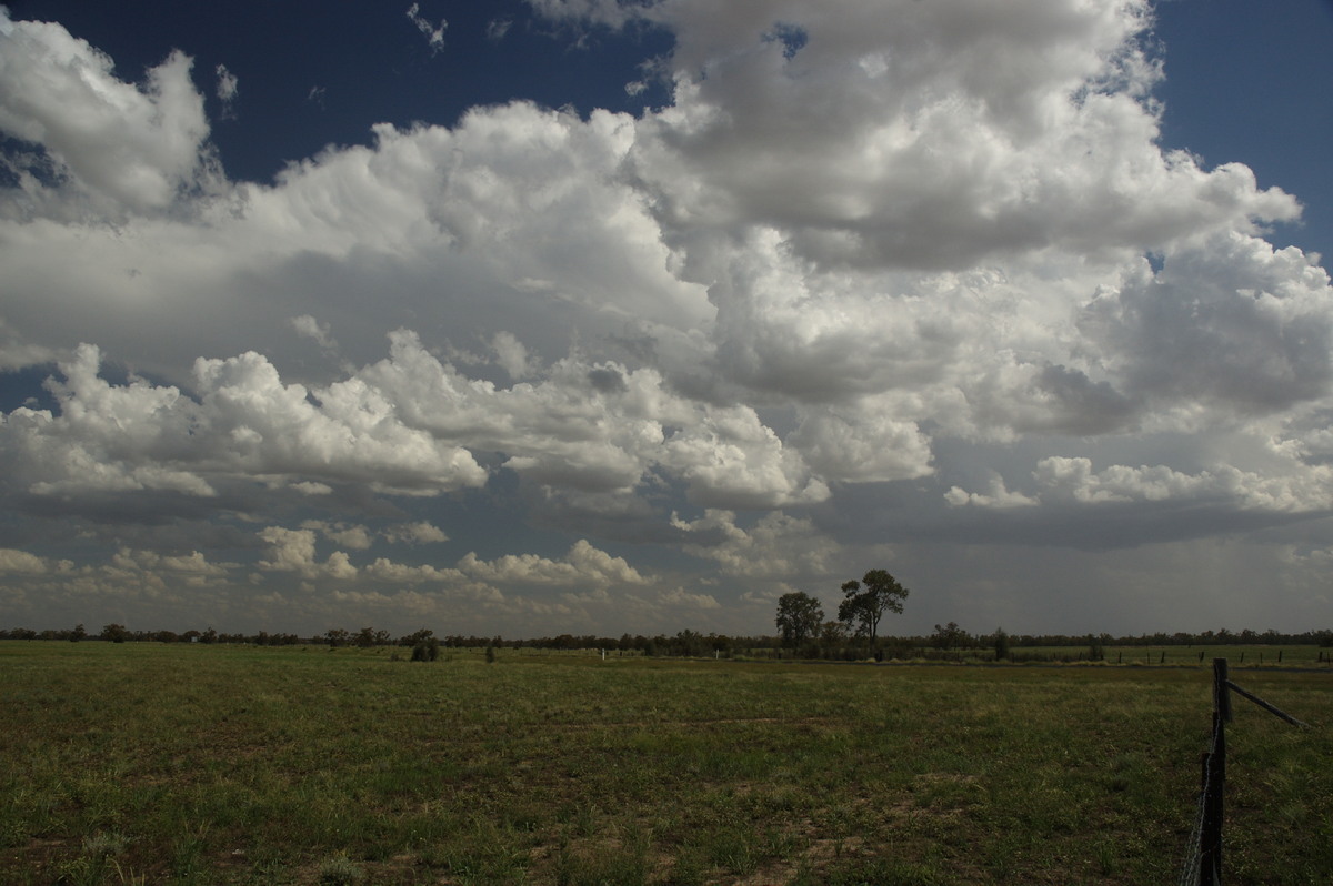 cumulus mediocris : near Gulargambone, NSW   8 December 2007