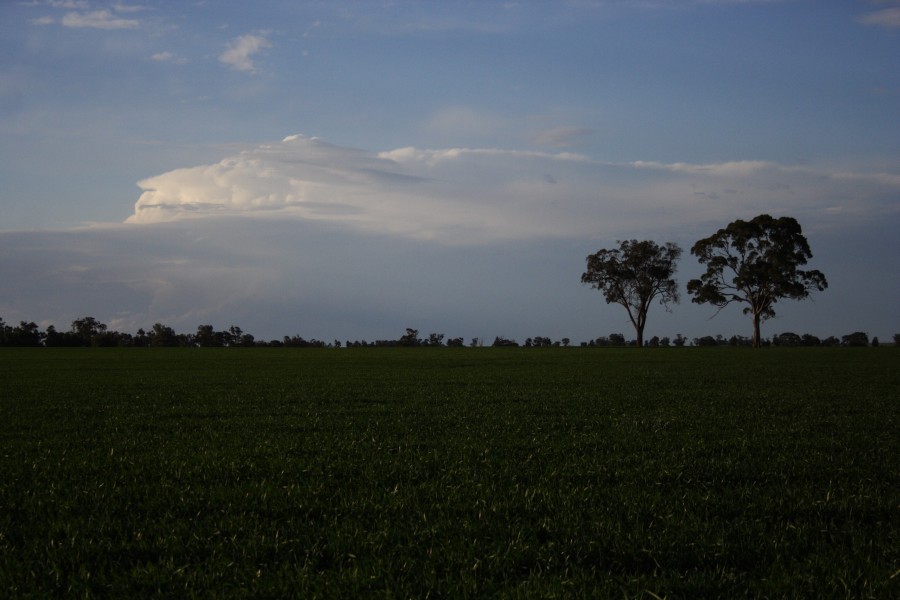 thunderstorm cumulonimbus_incus : near Parkes, NSW   13 September 2008