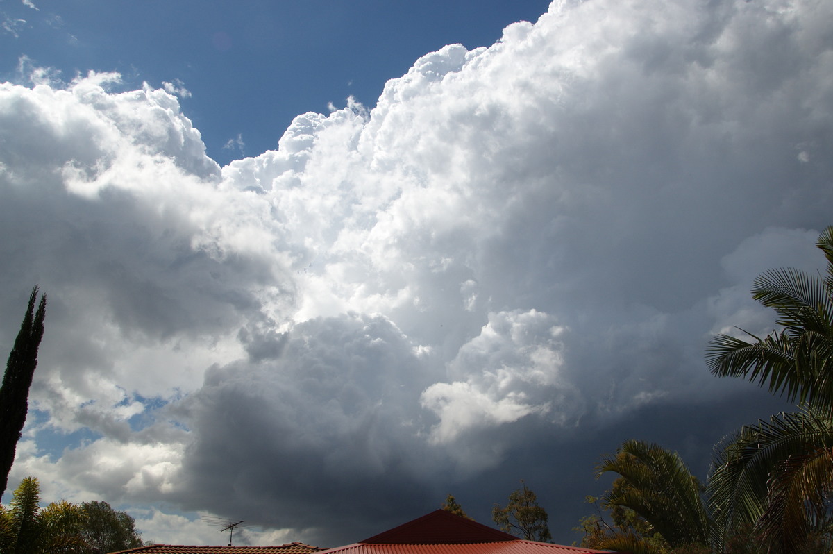 thunderstorm cumulonimbus_calvus : Heritage Park, QLD   25 October 2008