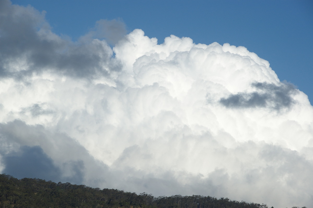 cumulus congestus : near Canungra, QLD   25 October 2008