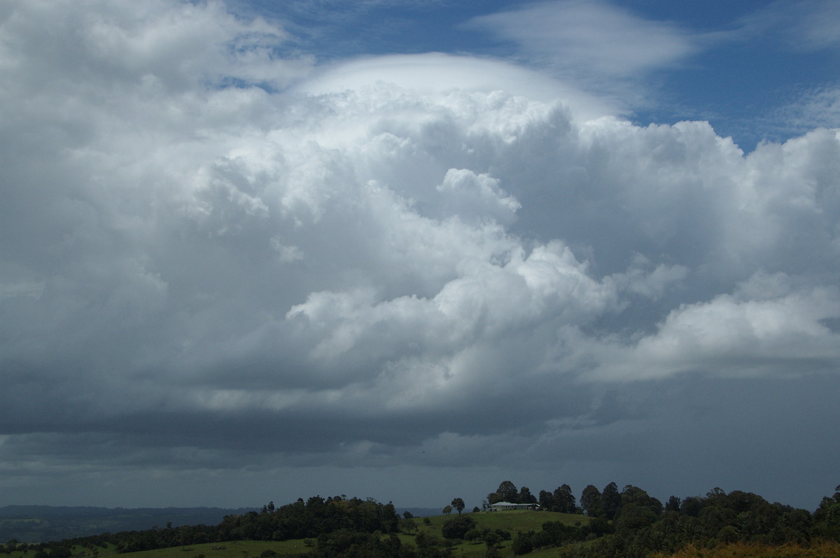cumulus congestus : McLeans Ridges, NSW   25 November 2008