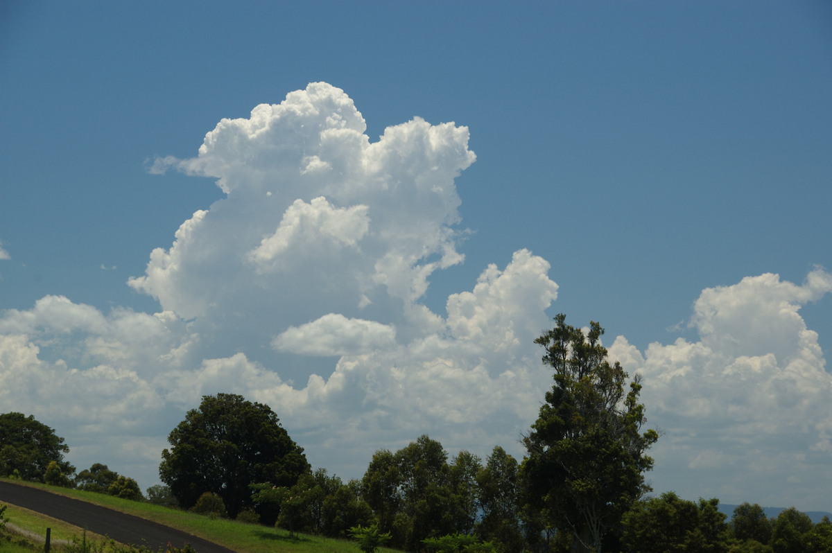 cumulus congestus : McLeans Ridges, NSW   18 December 2008
