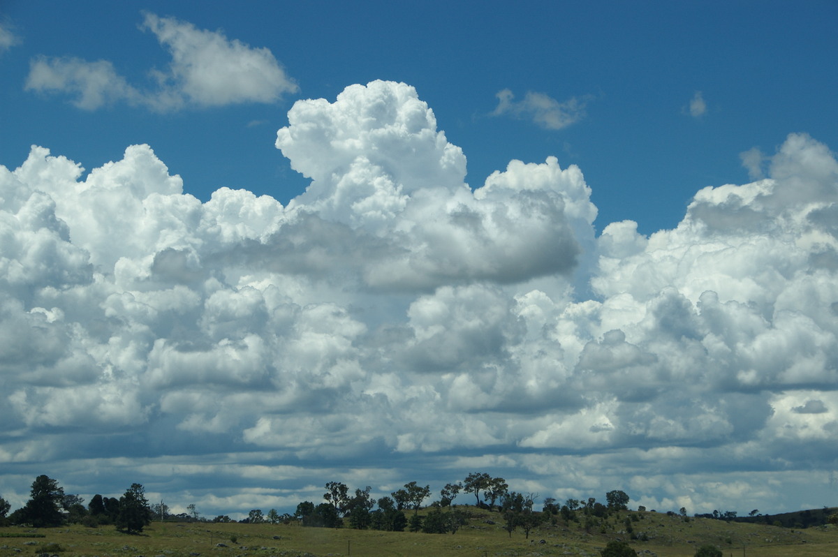 cumulus congestus : Tenterfield, NSW   24 January 2009