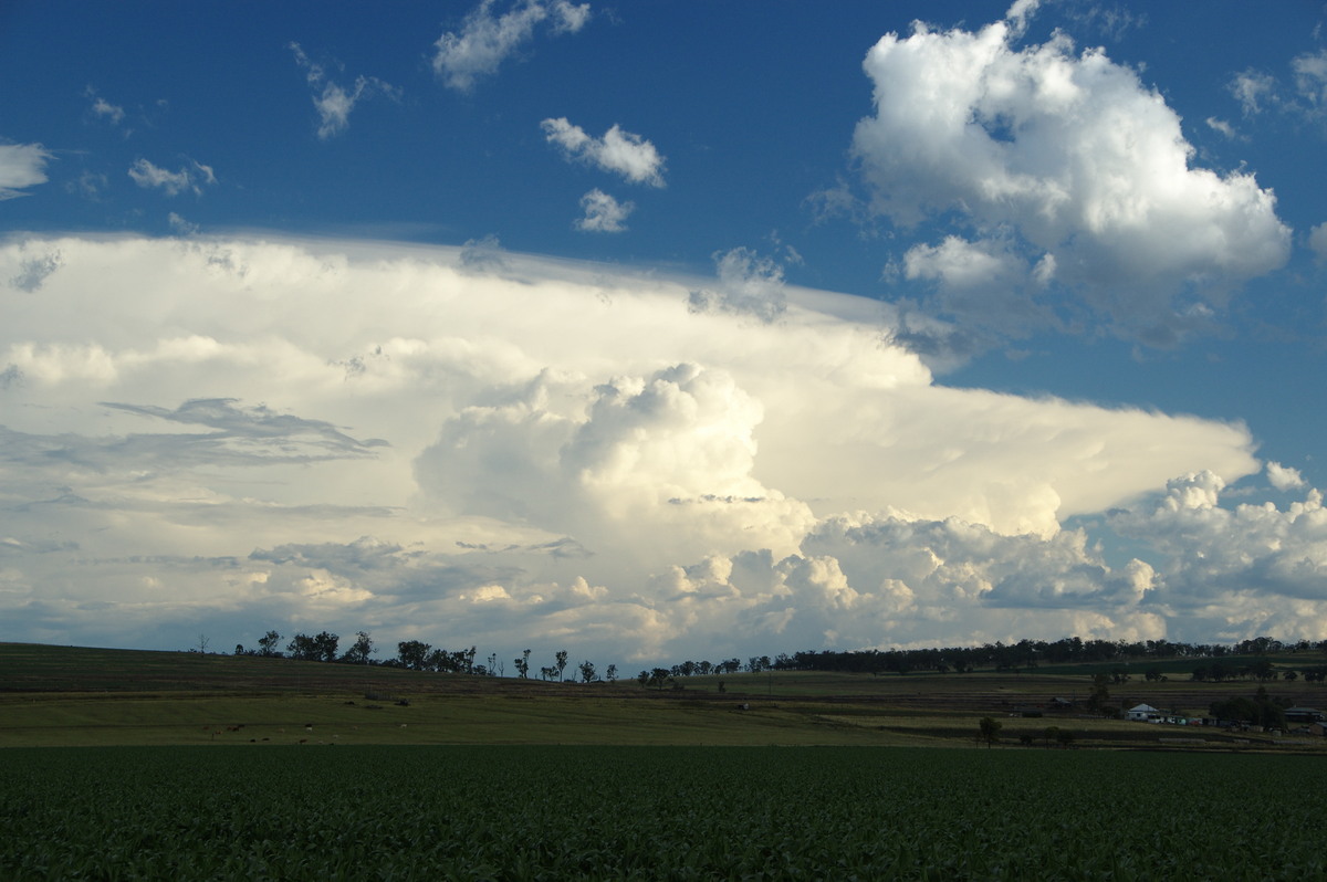 anvil thunderstorm_anvils : near Warwick, QLD   24 January 2009
