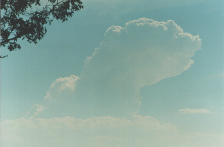 thunderstorm cumulonimbus_calvus : Schofields, NSW   7 January 1999