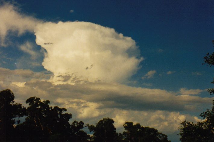 thunderstorm cumulonimbus_calvus : Oakhurst, NSW   14 March 1999