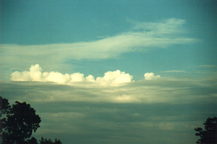 cumulus mediocris : McLeans Ridges, NSW   1 December 2000