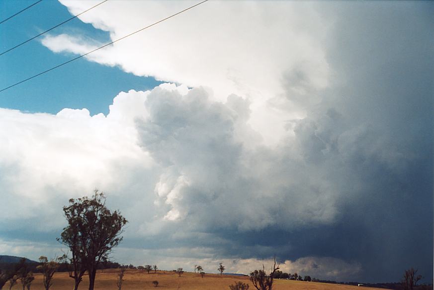 contributions received : near Scone, NSW<BR>Photo by Geoff Thurtell   18 November 2001