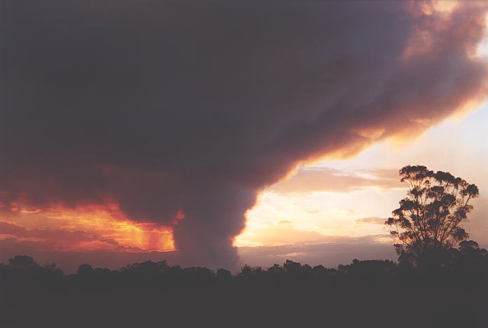 bushfire wild_fire : Schofields, NSW   26 December 2001