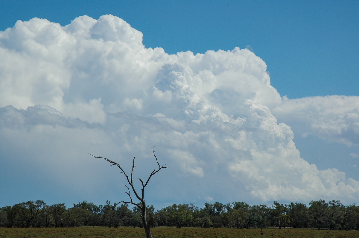 thunderstorm cumulonimbus_incus : W of Walgett, NSW   8 December 2004