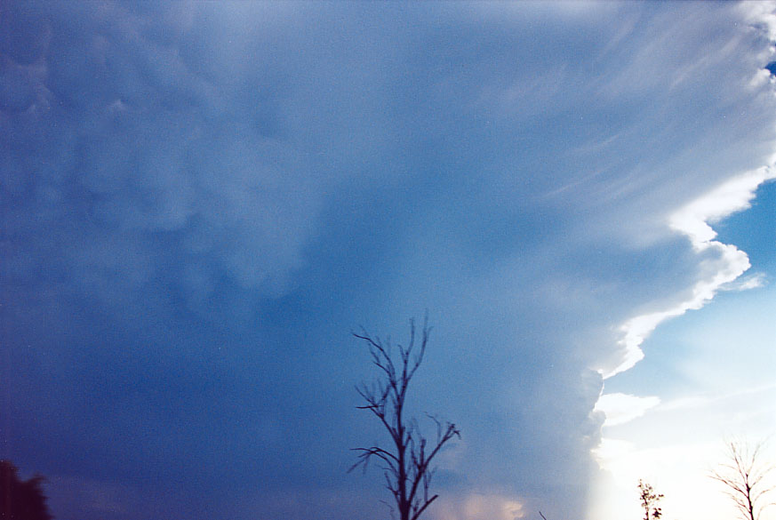 mammatus mammatus_cloud : Penrith, NSW   1 February 2005