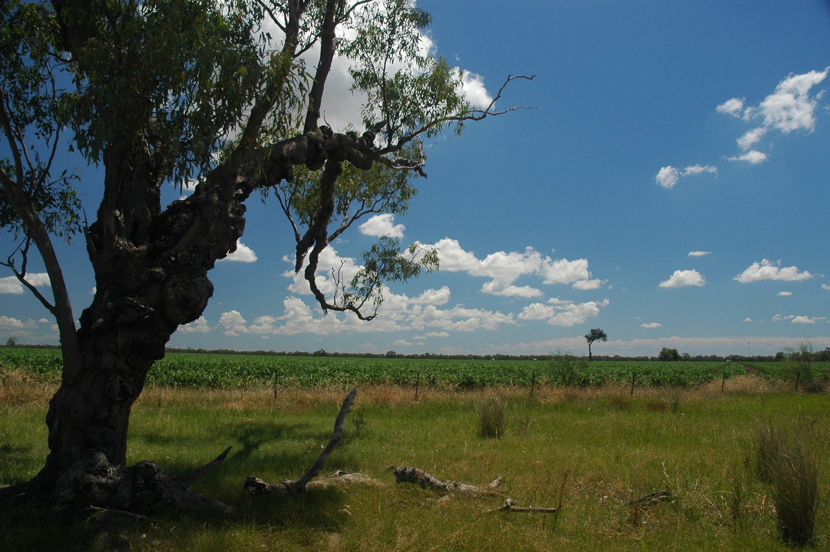 cumulus humilis : Rowena, NSW   26 November 2005
